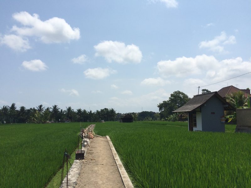 Champs de riz sur Bisma, Ubud, Bali