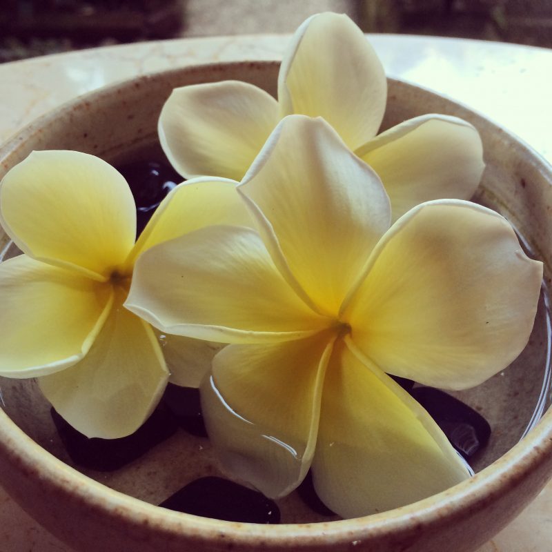 fleurs de frangipani