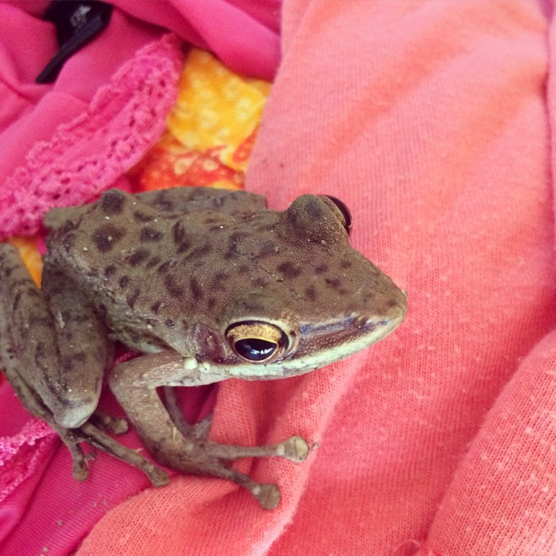 La grenouille et la symbolique de ses messages