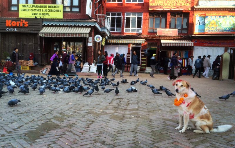 Chien honoré à Boudhanath lors du Kukur Tihar