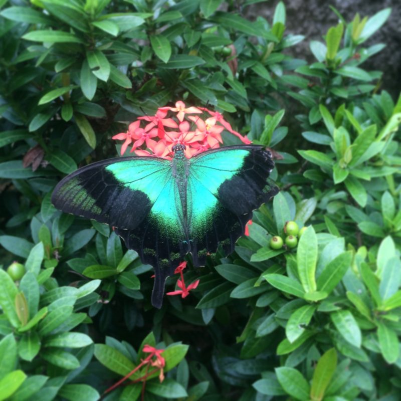 Papillon, Ubud, Bali