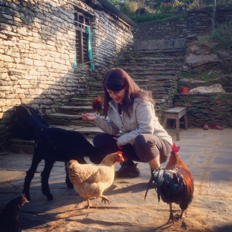Grunze avec des poules et chèvre de la maison, Himalaya, Nepal